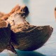 10 Uses for Coconut Oil That Will Change Your Life thumbnail