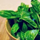 Make Your Own Gourmet Basil Jelly thumbnail