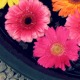 The Secret to Growing Gerbera Daisies — Indoor or Out thumbnail