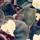 Pro Tips on Planting Your Cell Pack Annuals thumbnail