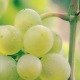 You’ve Been Cutting Grapes All Wrong! thumbnail