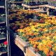 10 Houseplants You Can Find at Any Garden Center thumbnail