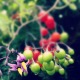 Toxic Weeds to Keep Your Eye Out For This Summer thumbnail