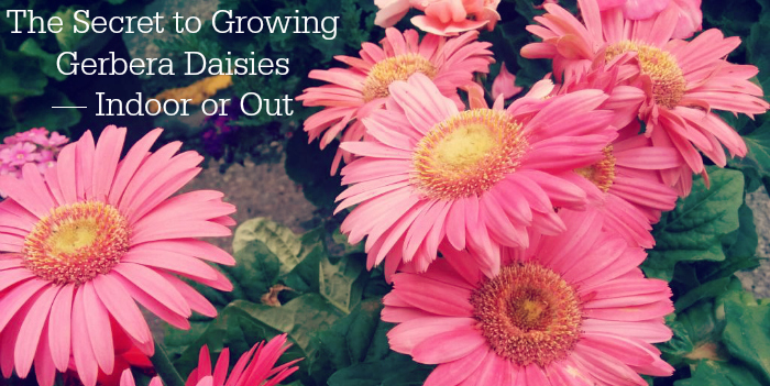 The Secret to Growing Gerbera Daisies — Indoor or Out