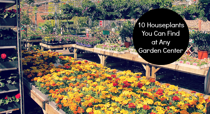 10 Houseplants You Can Find at Any Garden Center